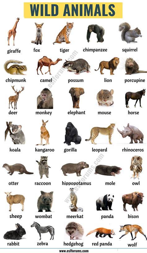 List of Animals: A Big Lesson of Animal Names with the Pictures!.